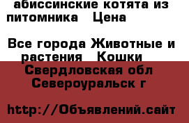 абиссинские котята из питомника › Цена ­ 15 000 - Все города Животные и растения » Кошки   . Свердловская обл.,Североуральск г.